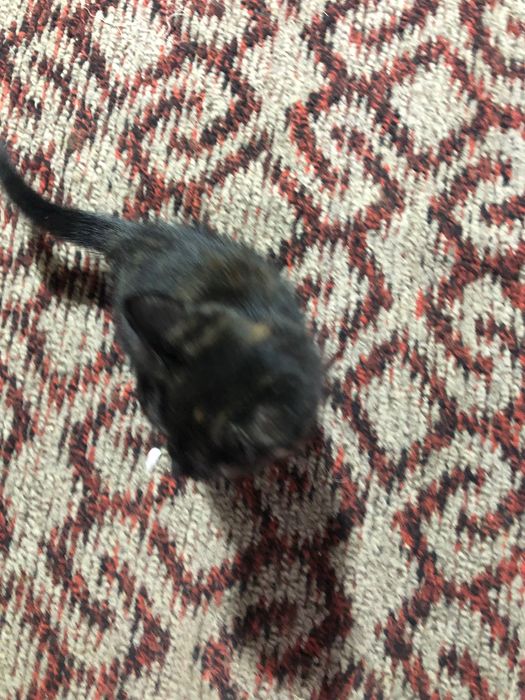 есть трикотят черная оранжевая и чернбелоранжевая.uchta kichik mushing