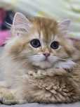 Pui pisica british longhair