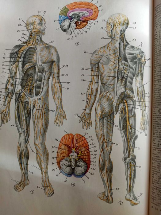 Популярная медицинская энциклопедия, Москва 1984 год 703 стр