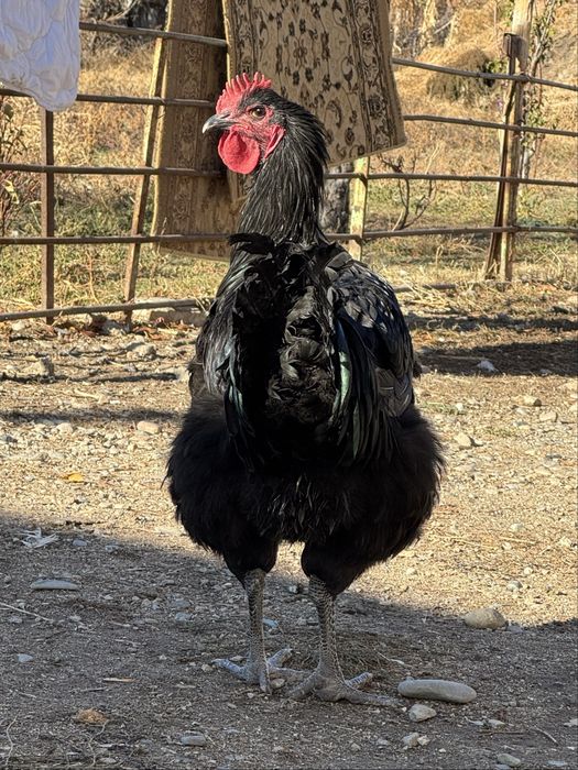 Петушки джерсийский гигант 5 месяцев