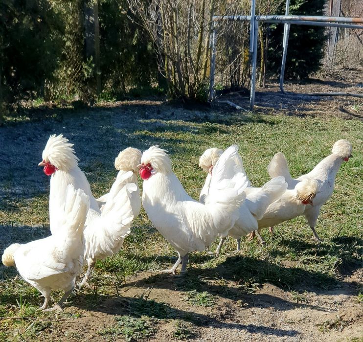 Vând cocoși moțată olandeză