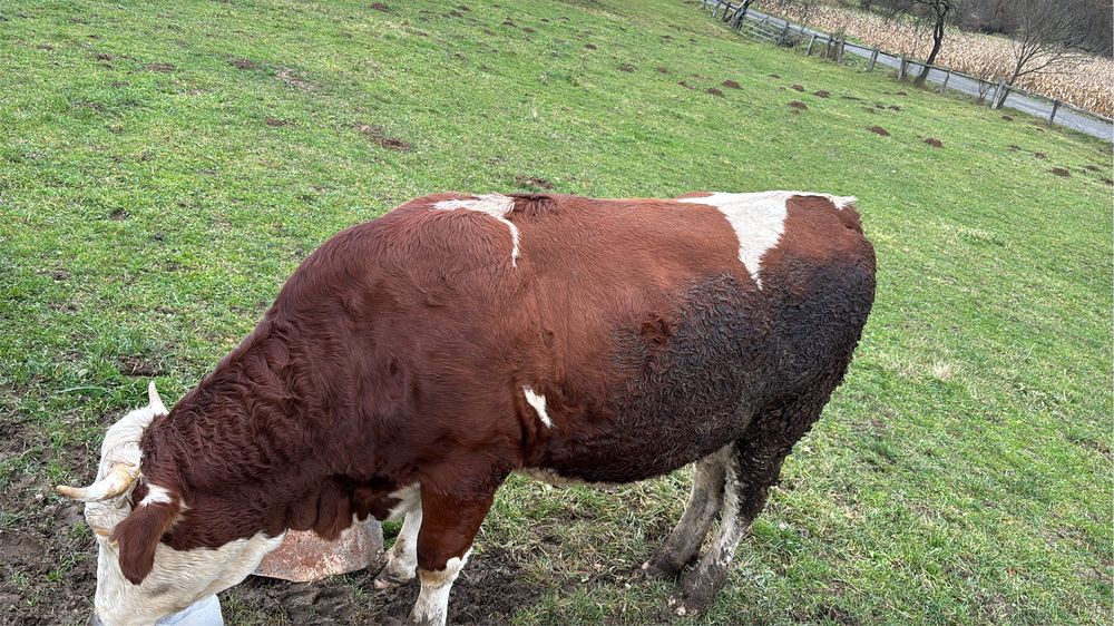 Vând vacă gestantă