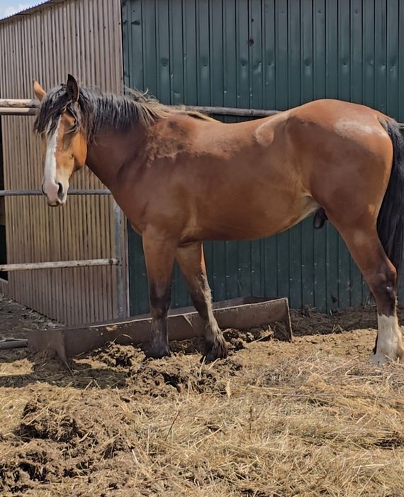 Продам жеребца   2 года. Владимирской породы ,тяжеловоз