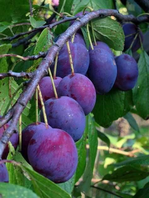 Ciresi, Arbusti, Prun top taste, top hit, diverse soiuri calitate 1