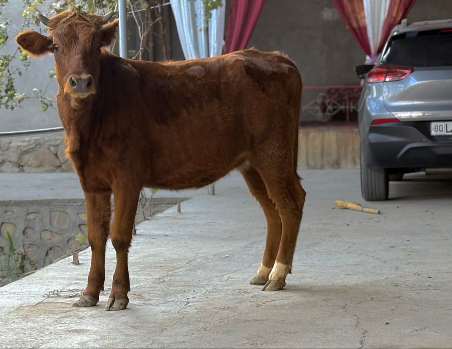 Гуножин сотилади бугоз 5.5 ойдик gunojin bugoz sotiladi