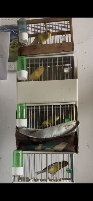 Canari masculi , buni cantareti , an 2025