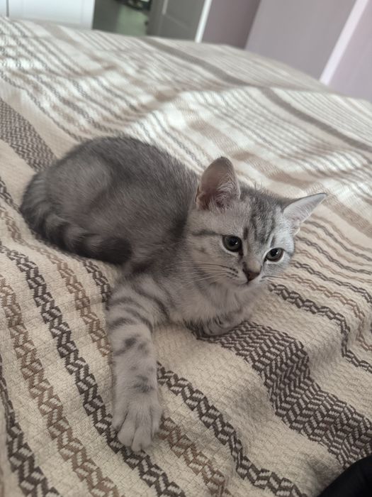 Продам котенка приученный