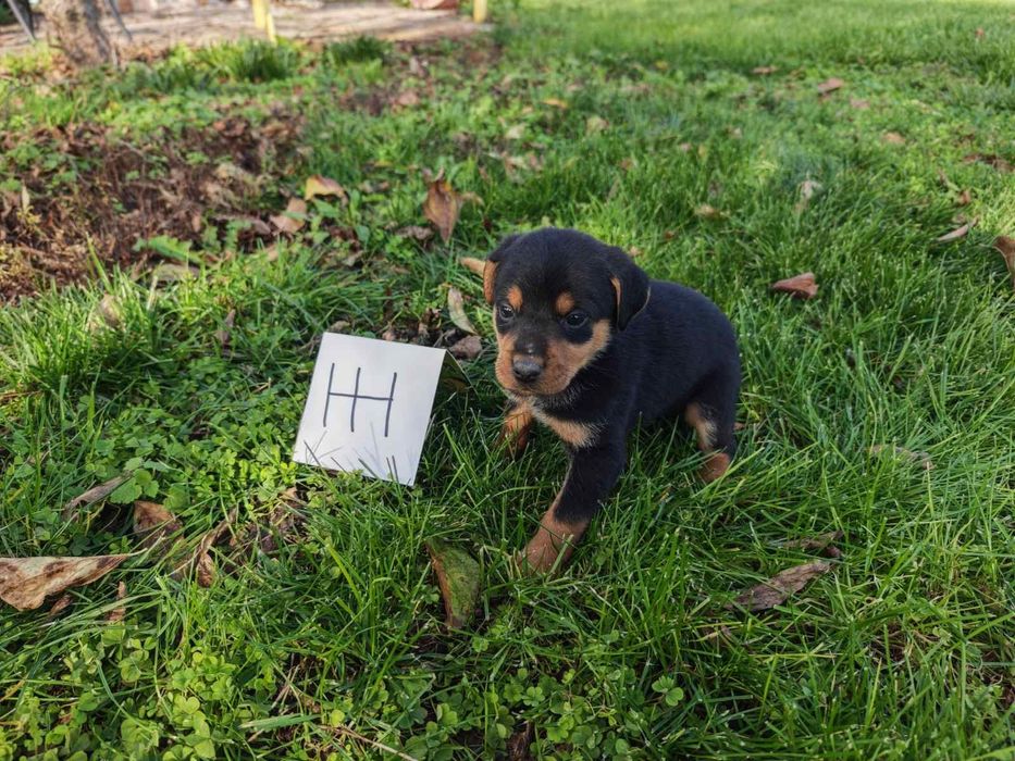 Подаряват се малки кученца