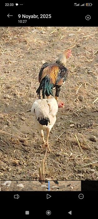 Dakan boboq tovuq tuxumda 2lasiyam