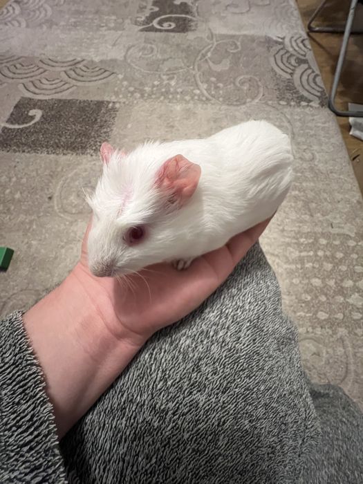 Purcelusi de guineea