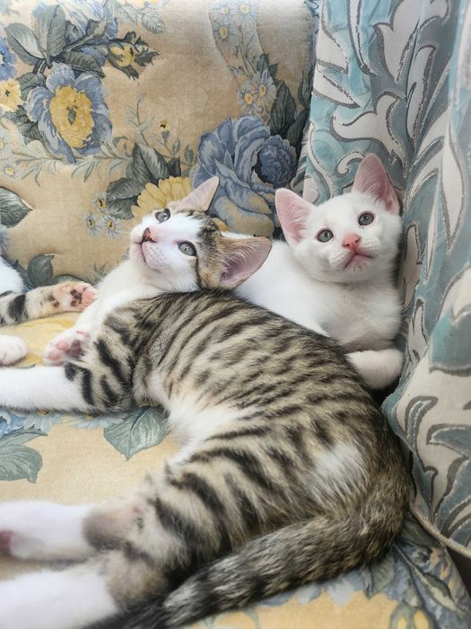 Бенгало Сфински котки