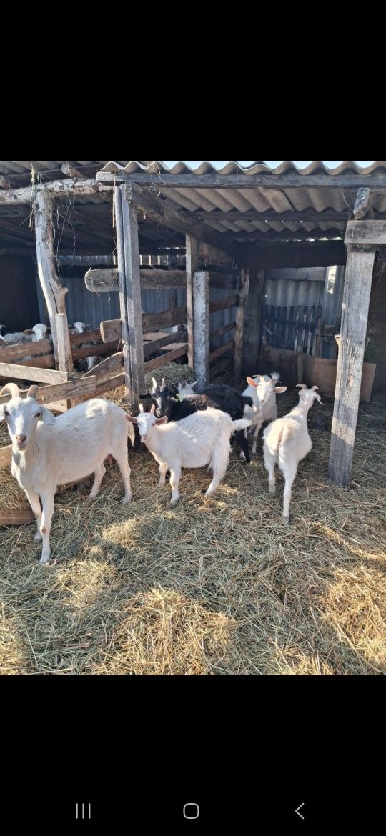 Продам баранов и коз