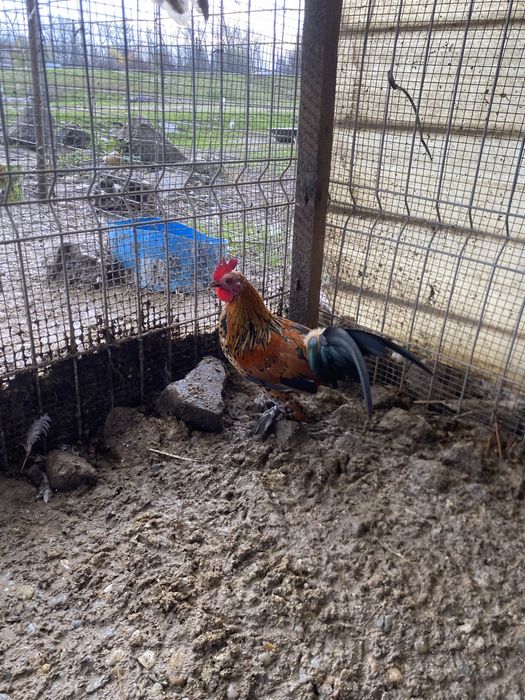 Doua perechi mii de flori