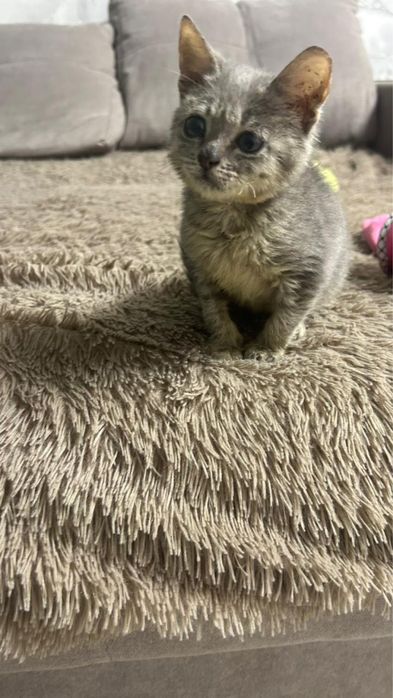 Котенок мальчик в добрые руки