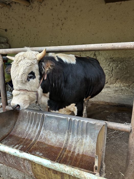 Buqa sotiladi dehqonchili