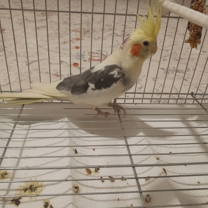 Попугай Продойтс