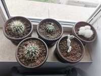 Pui de cactus (5 ghivecele)