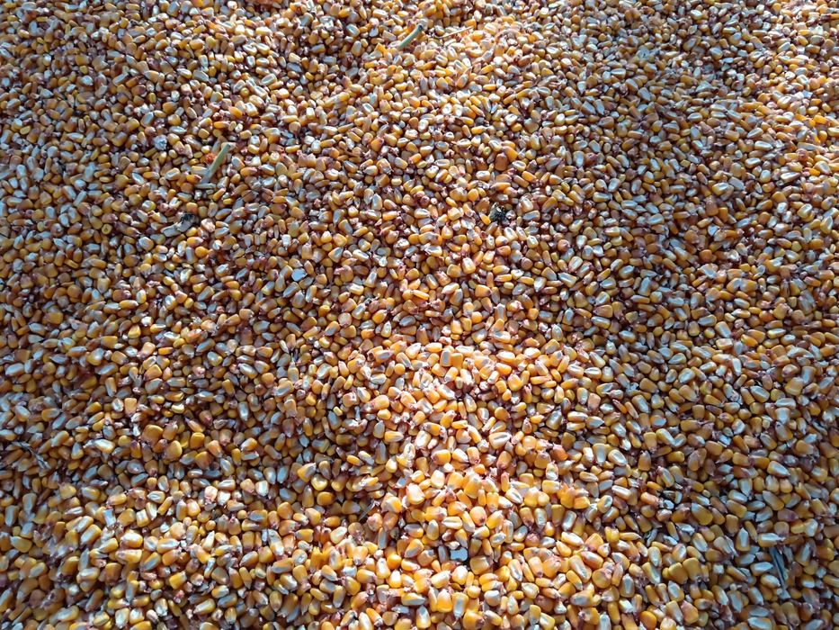 Porumb 2025 de vanzare