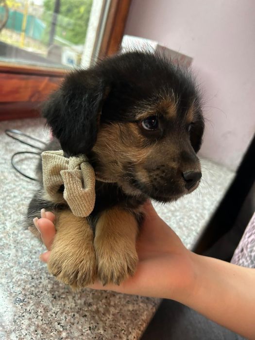 Cățeluși simpatici