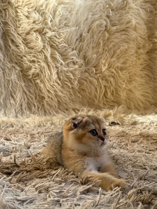 Продаётся Чистокровный Шотландский залатистий шиншила