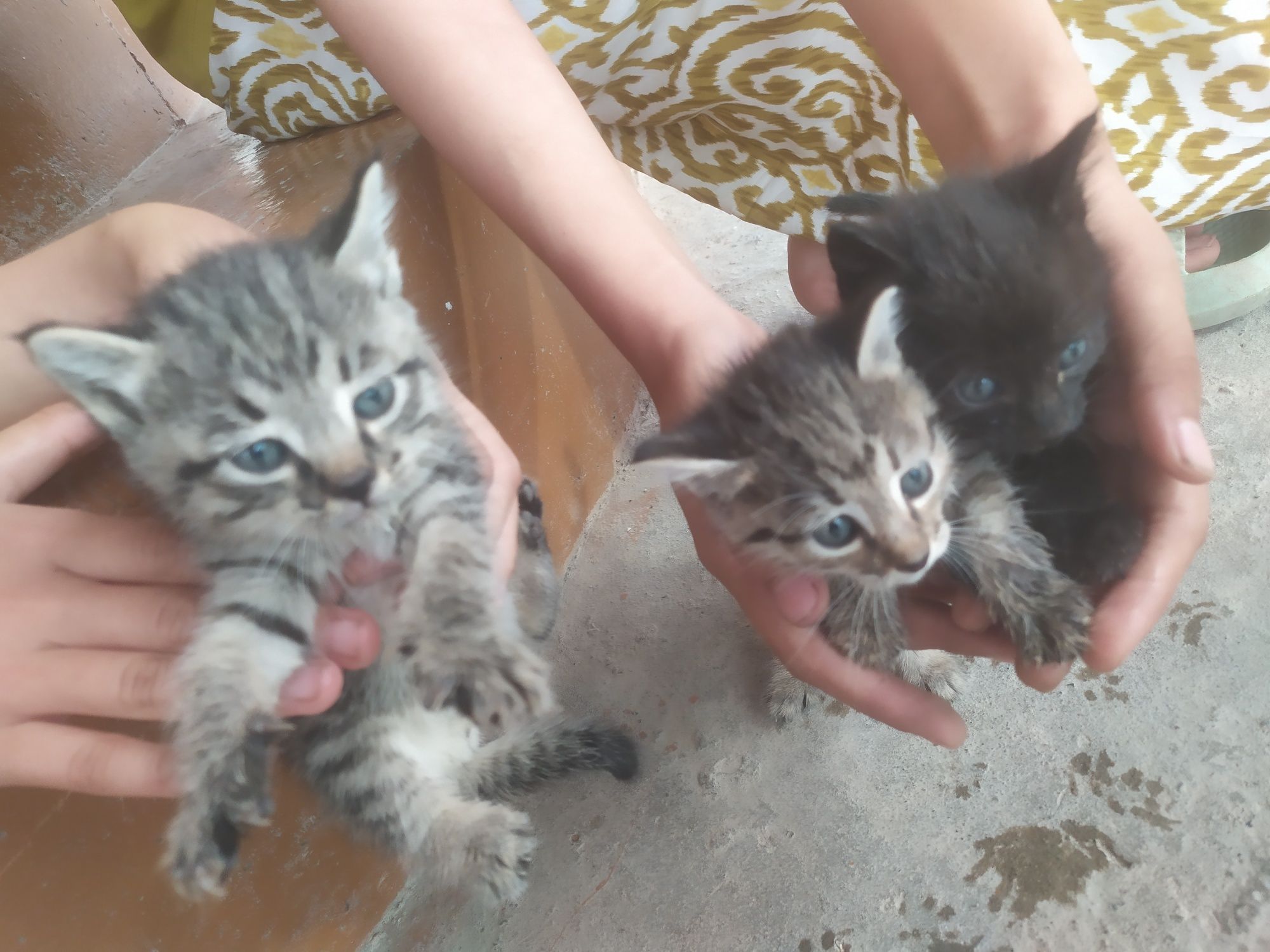 Котята даром в хорошие руки