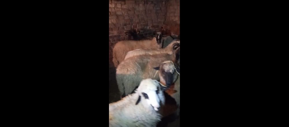 Oi tinere de vanzare