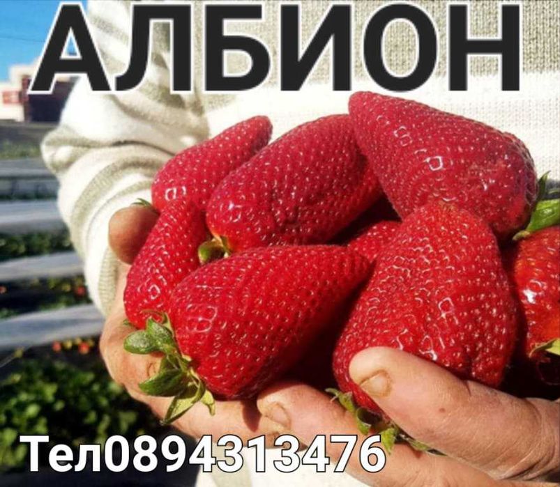 Разсад ягоди и малини