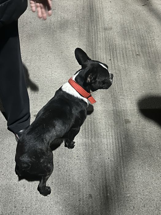 Бульдог ищет дом