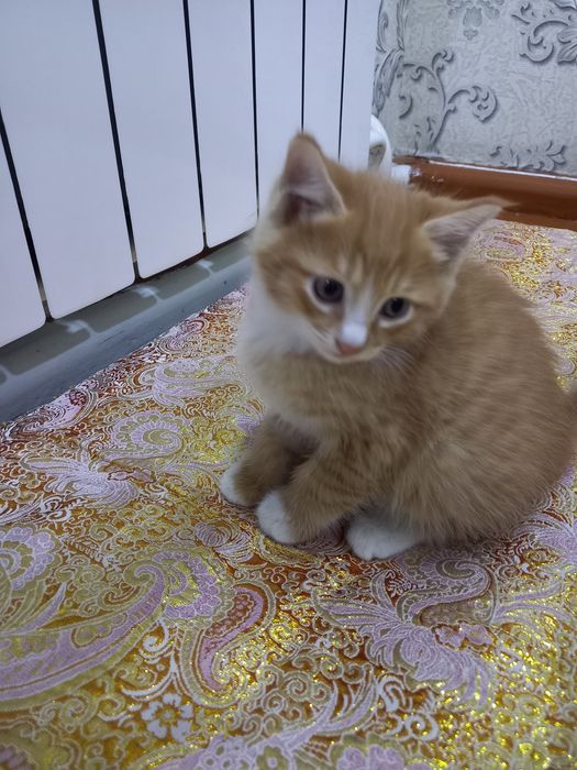 Продаётся котёнок