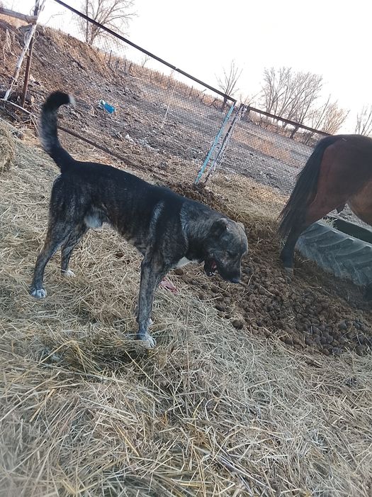 Кангал 1год кангал