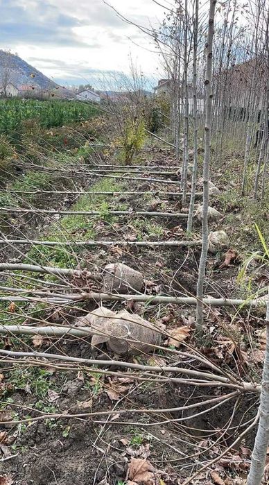 Plante mature pentru curte mesteacăn și platan