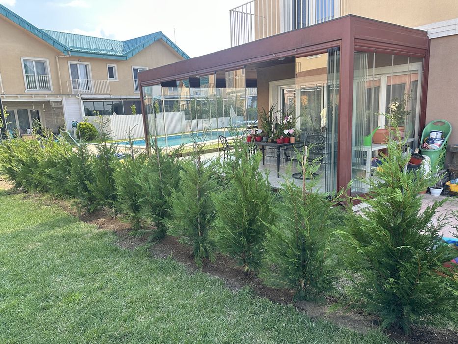 Brad la ghiveci / Mesteacan / leylandii