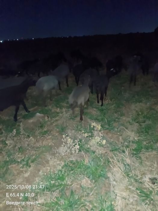 Urgʻochi barra goʻshtka