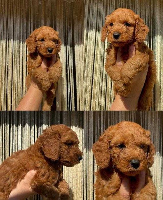 Căței adorabili de Cavapoo Fox Red