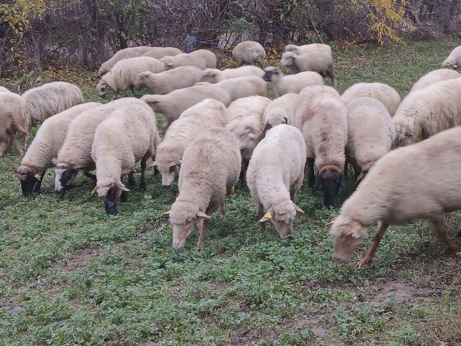 Vand oi bune de ținut