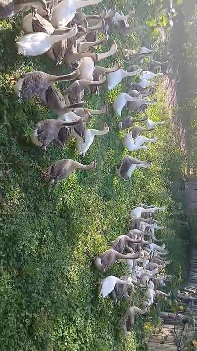 Vând gâște leșești tinere.