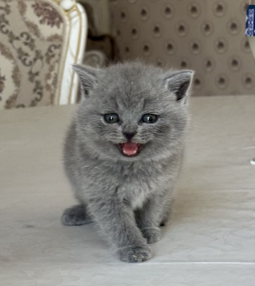 Продаются,чистокровные,британские котята.