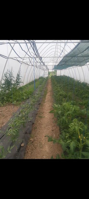 Solar 6 m din teava 42x2 - 17 arcade.