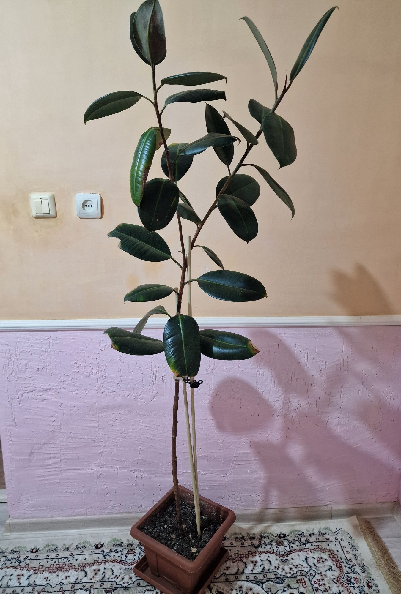 Растение, Фикус, ростом 170см
