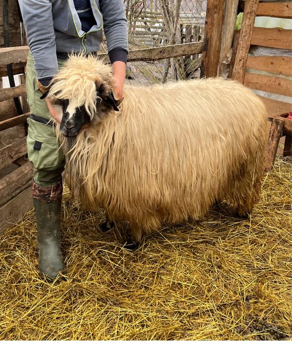 Berbecuț brez de vanzare