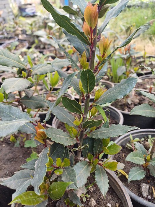 Vând Laur englezesc