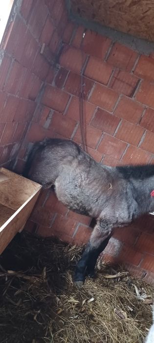 Vand un manz de 5 jumate