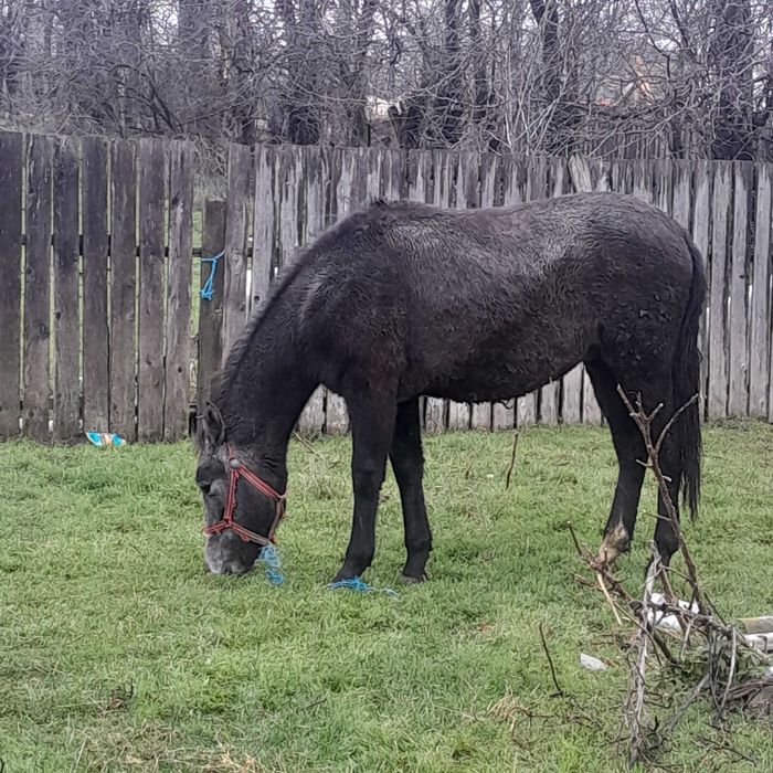 manz mînz sur de 1 an