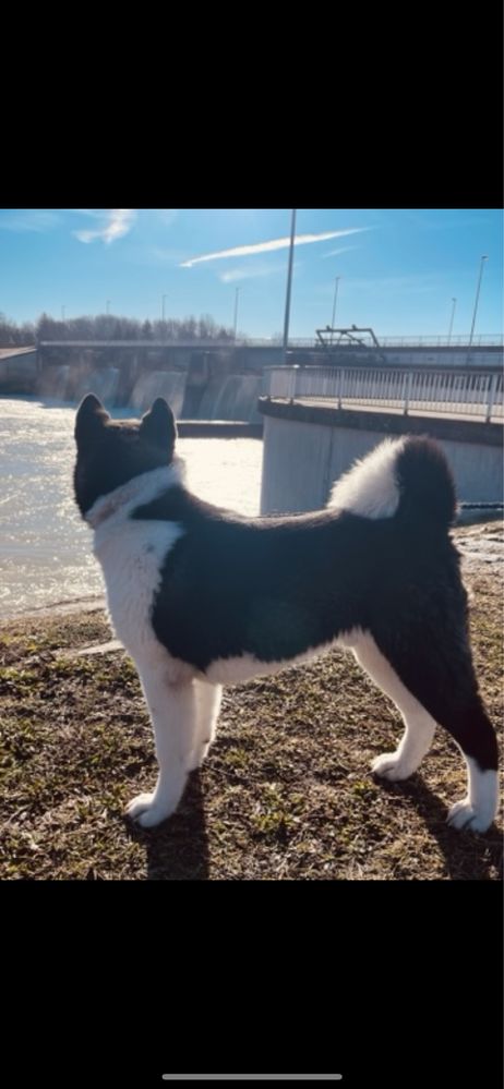 Akita-americannn