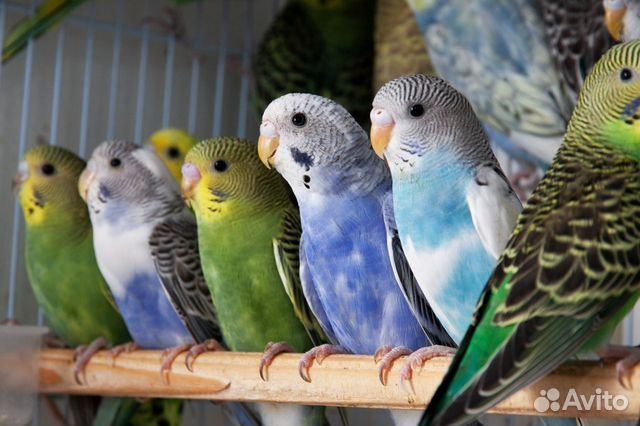 Попугай продам разных цветов есть выбор большой