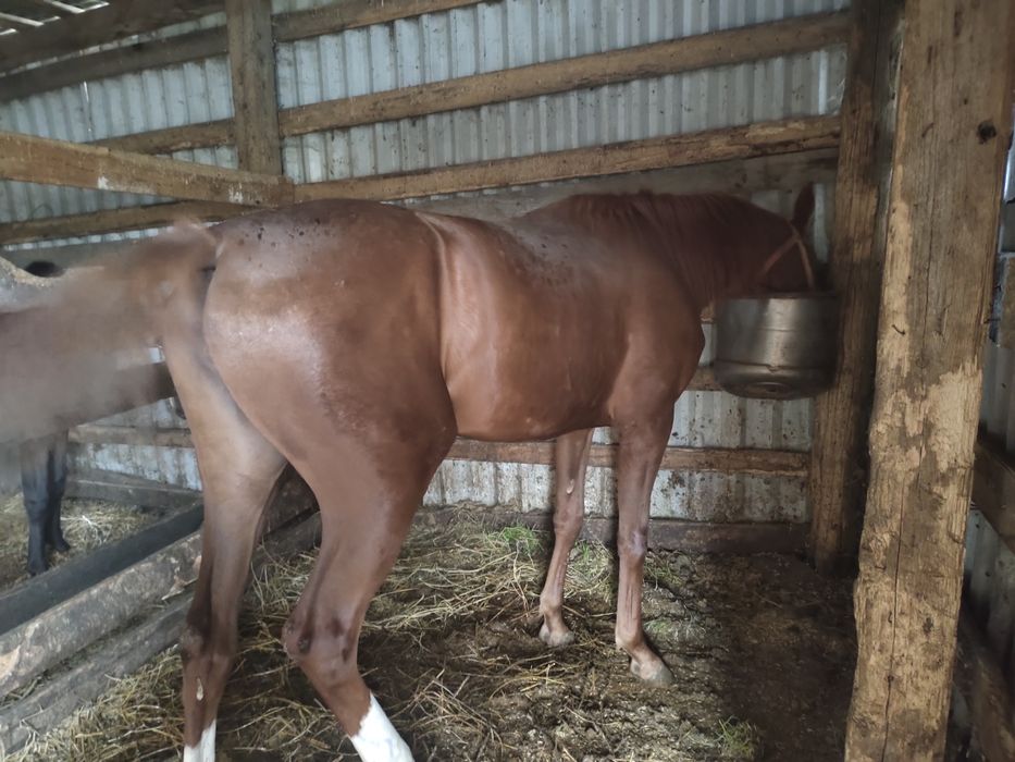 Продаётся англоарб кобылка