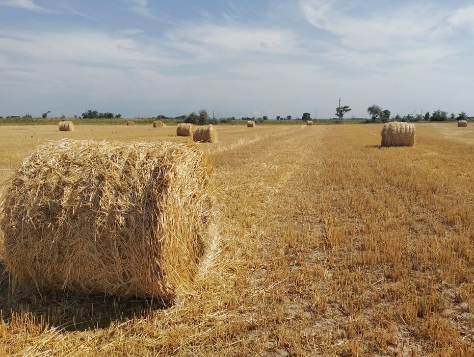 Сено урлон саван сатамын урлон салома саван сатамын салома урлон оптом
