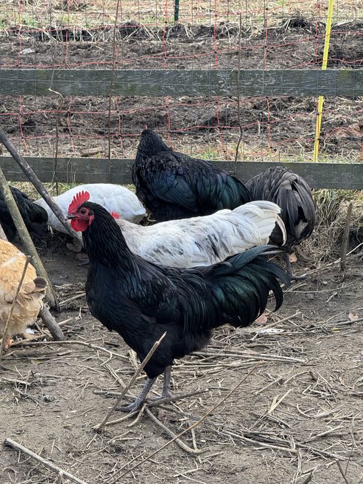 Vand cocosi de anul asta australorp si la Bresse