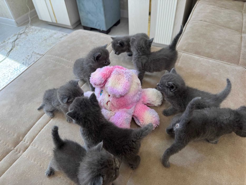 British shorthair