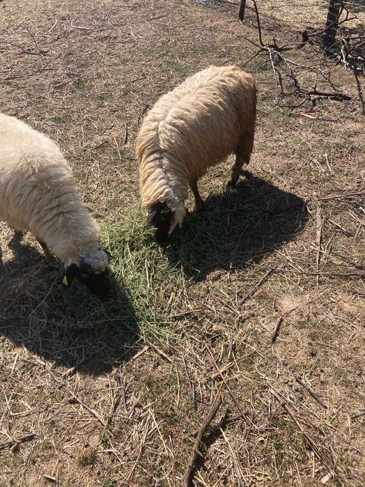 Vând 10 mioare şi un berbecuţ